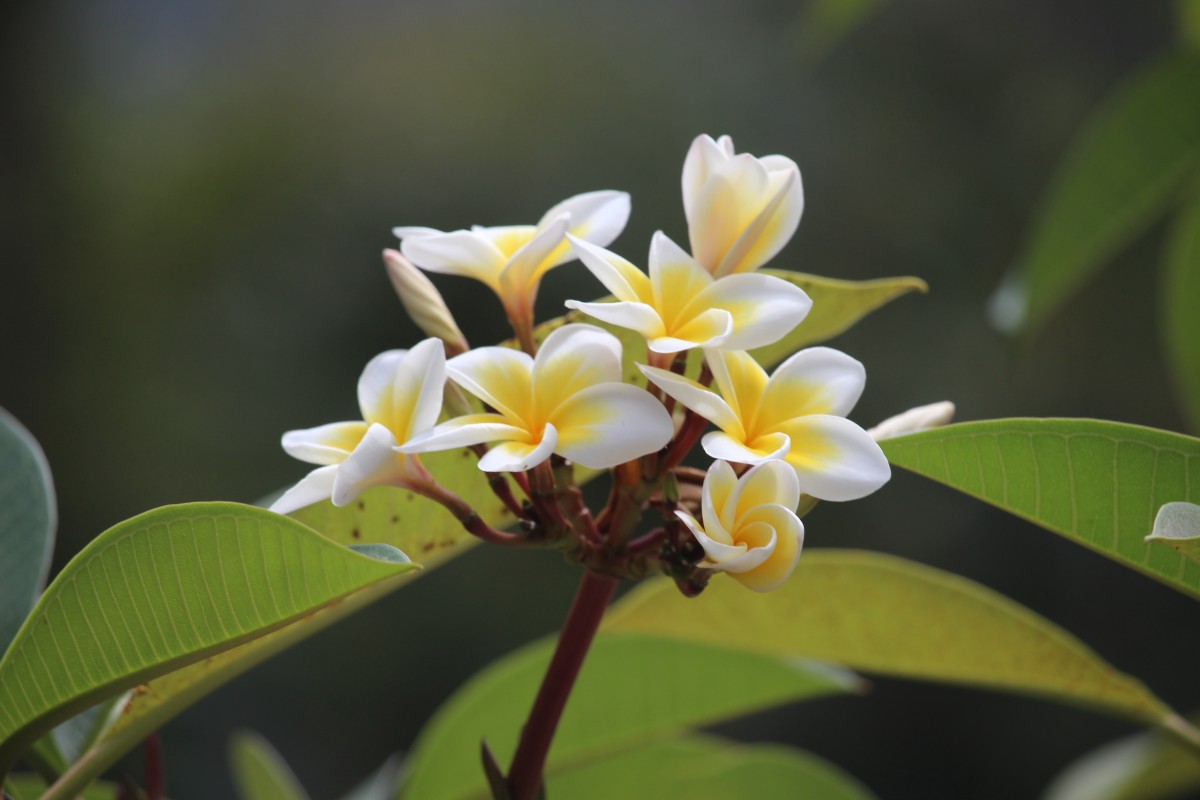 Plumeria